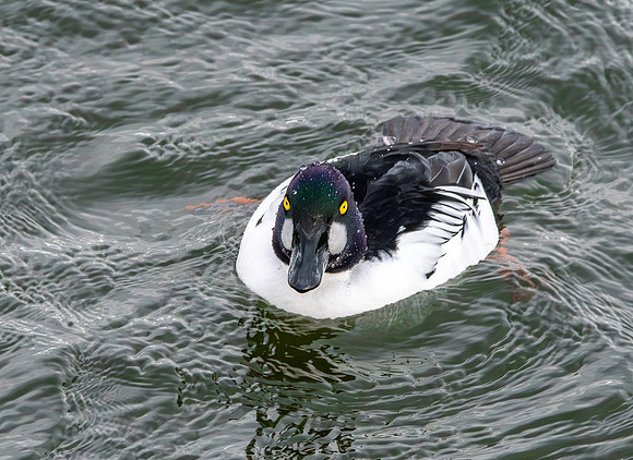 Goldeneye, male