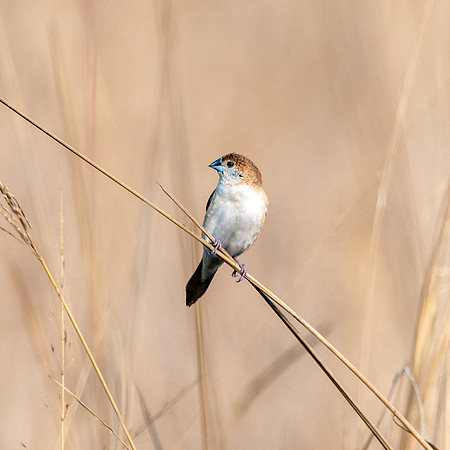 Indian silverbill