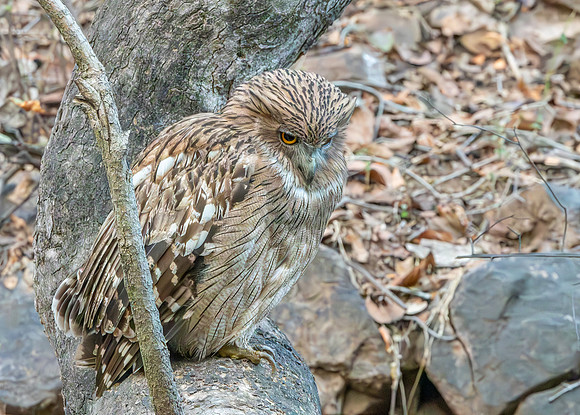 Brown fish owl