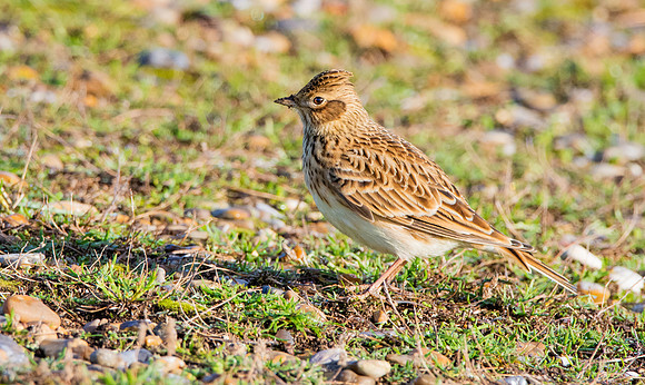 Skylark