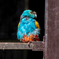 Golden shouldered parrot