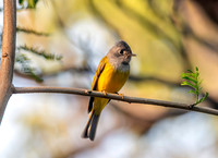 Grey headed canary flycatcher