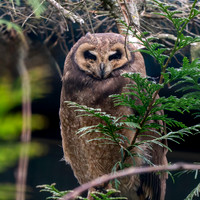 Marsh owl