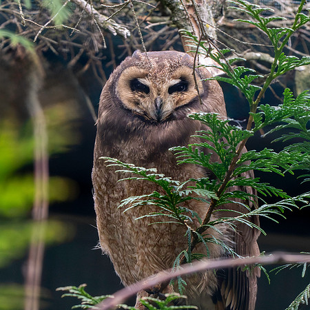 Marsh owl
