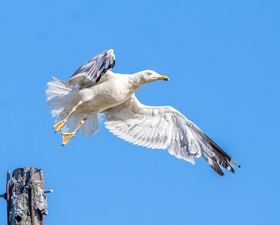 Yellow legged gull