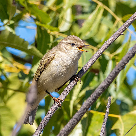 Hume's leaf warbler