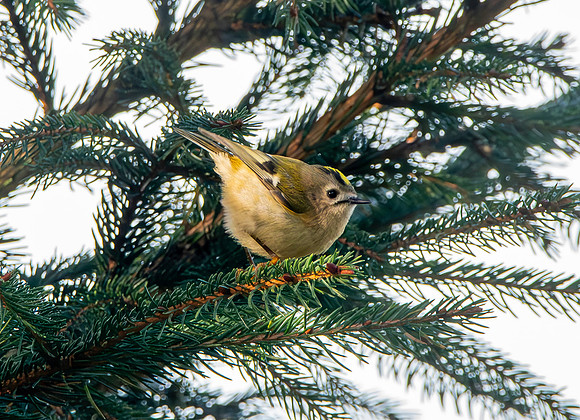 Goldcrest