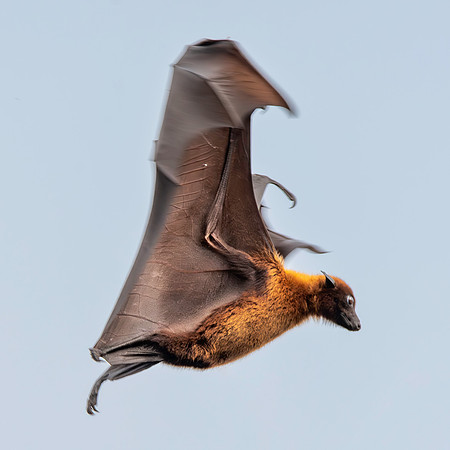 Indian Flying Fox