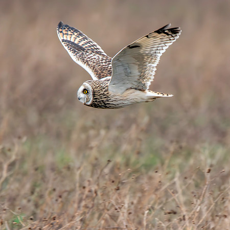 Short eared owl