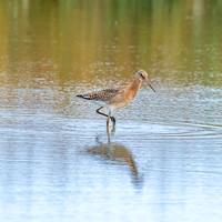 Black tailed godwit