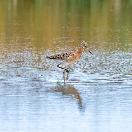 Black tailed godwit