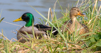 Mallard - male and female