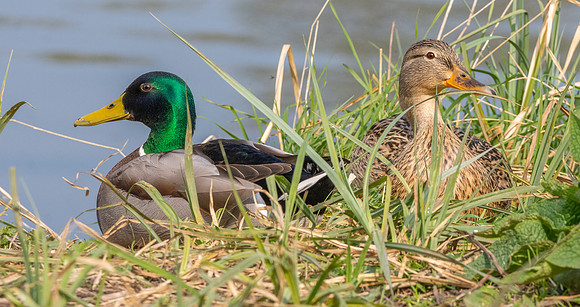 Mallard - male and female
