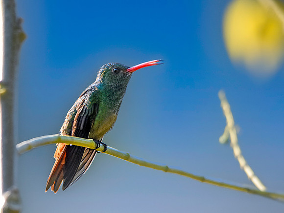 Rufous tailed hummingbird