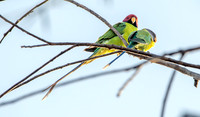 Plum headed parakeet