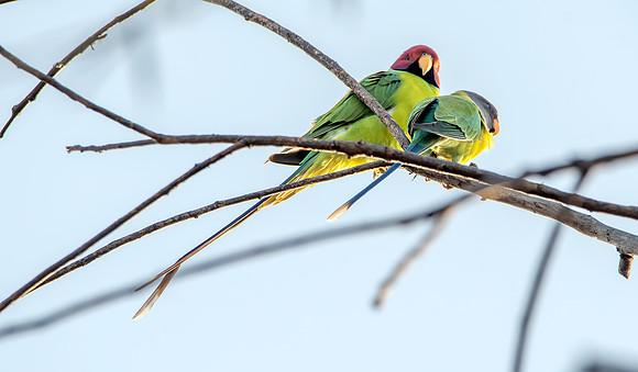 Plum headed parakeet