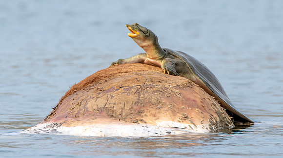 Indian softshell turtle