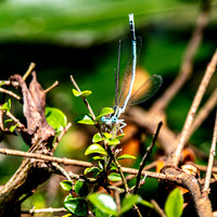 White legged damselfly