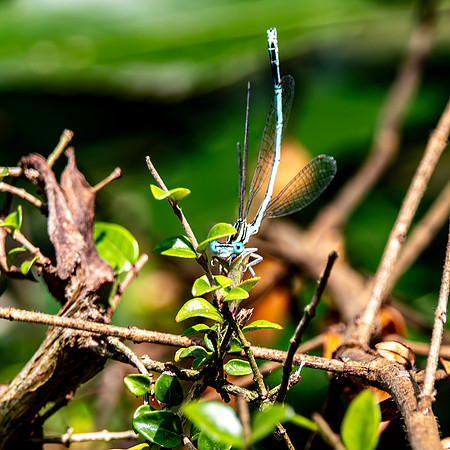 White legged damselfly