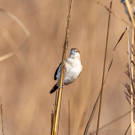 Indian silverbill