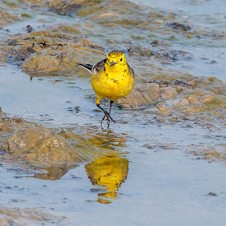 Citrine wagtail