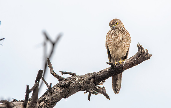 Shikra, immature