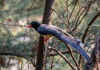 Red billed blue magpie