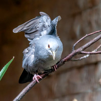 Blue ground dove, male