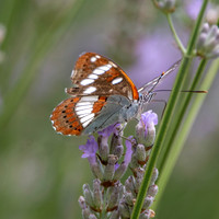 White admiral