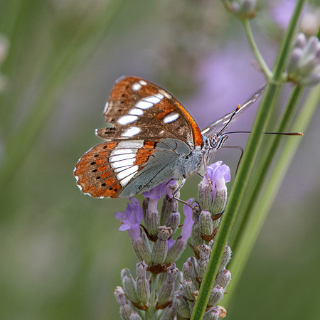 White admiral