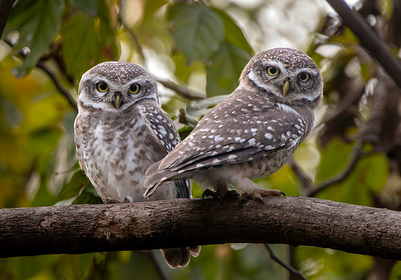 Spotted owlets