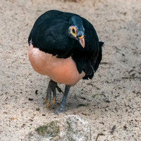 Maleo
