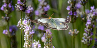 Pale clouded yellow