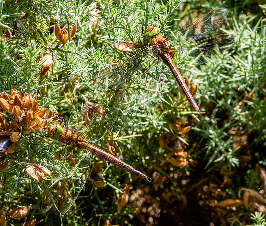 Norfolk hawker