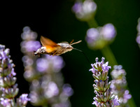 Hummingbird Hawk moth
