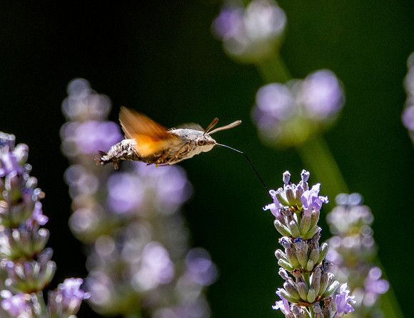 Hummingbird Hawk moth