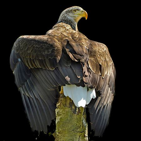 White tailed sea eagle