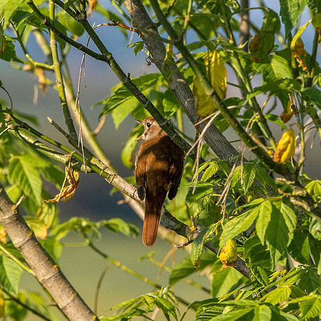 Nightingale