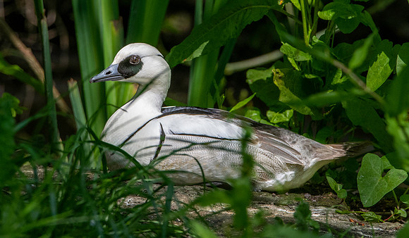Smew, male