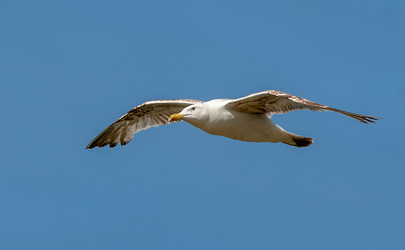Caspian gull