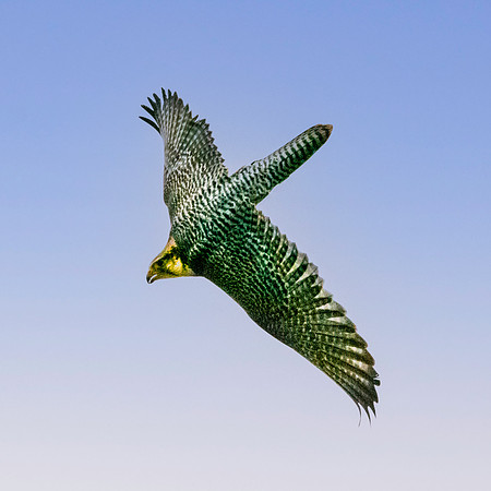 Lanner/gyr cross falcon
