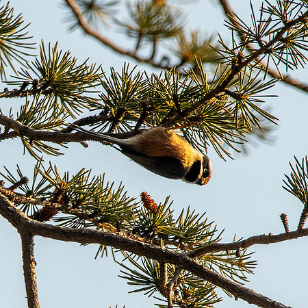 Black throated tit