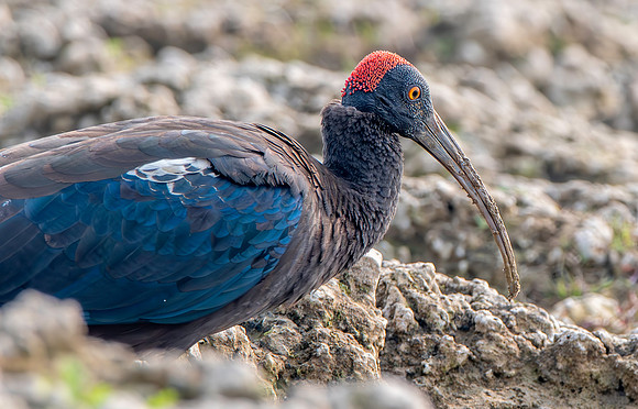 Red naped ibis