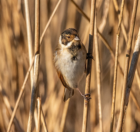 Reed bunting