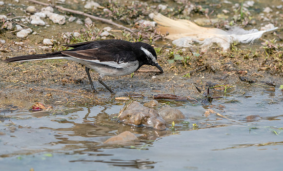White browed wagtail
