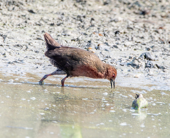 Ruddy breasted crake