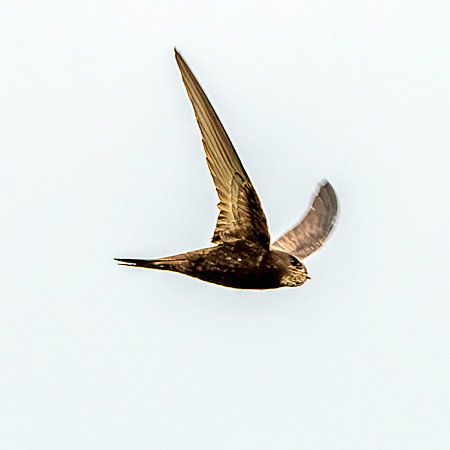 Common swift