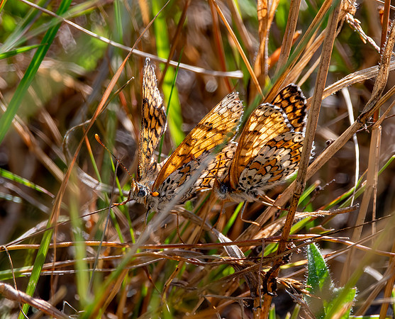 Glanville fritillary