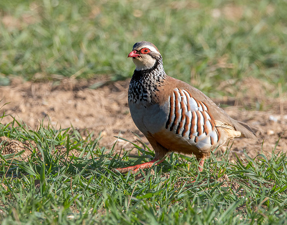 Red legged partridge