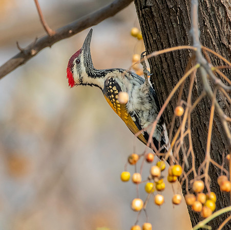 Black rumped flameback woodpecker / lesser golden backed